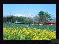 From ZAO Island Spring