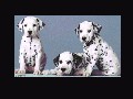 101 Dalmatians q̎ʐ^