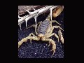 Scorpions & Centipedes