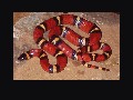 kingsnake.com screensaver I