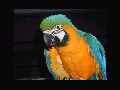 BirdHobbyist screensavers II