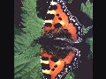 RSPB 2002 Screensaver