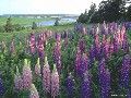 Lupins