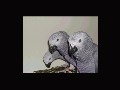 African Grey Parrots